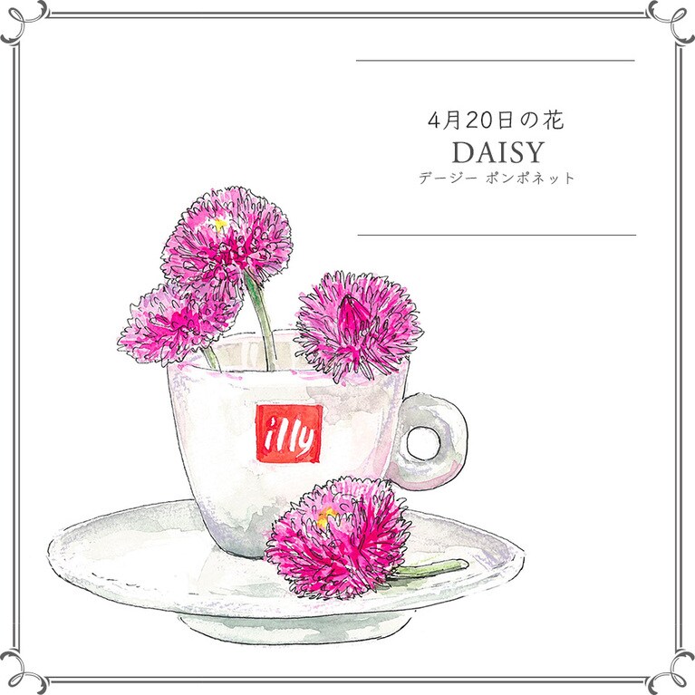 4月20日の花「デージー ポンポネット」