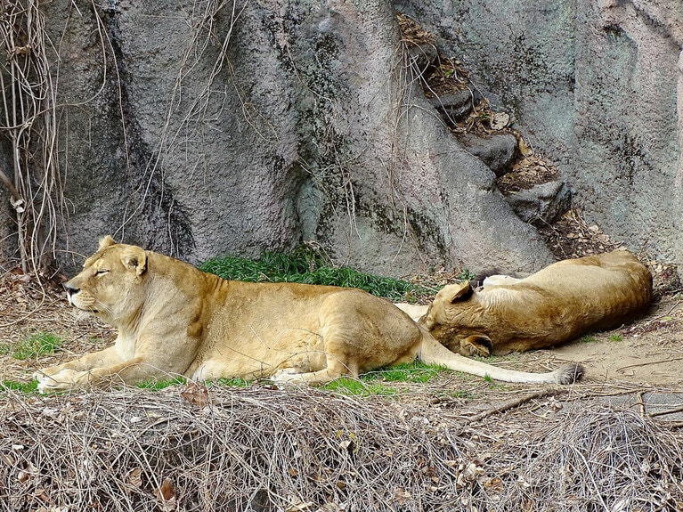 ライオンの夫婦、トムとサナ。