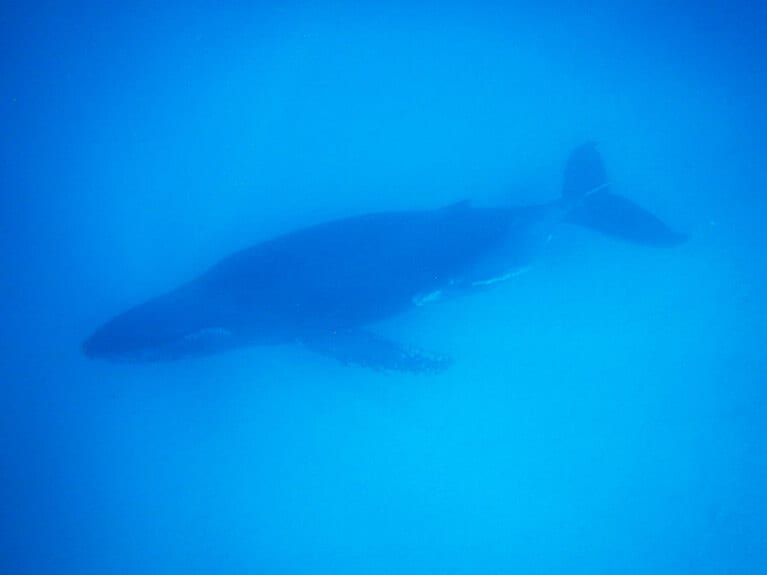 クジラの親子が目の前に。夢のような時間でした。