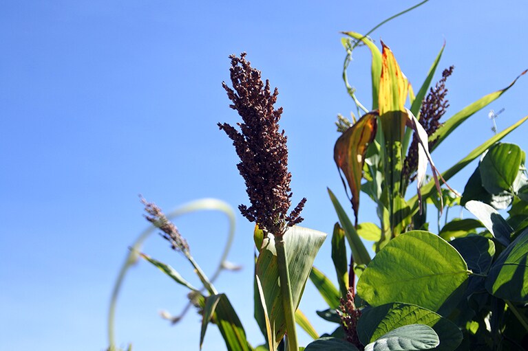 たわわに実ったタカキビ。生命力が豊か！