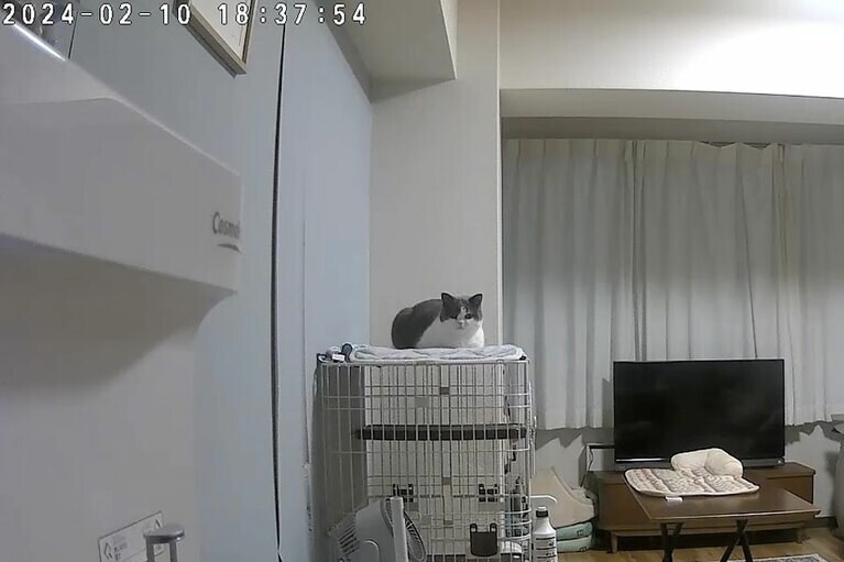 遠くにいるシモベに代わって、うーちゃんのことを見守ってくれる！