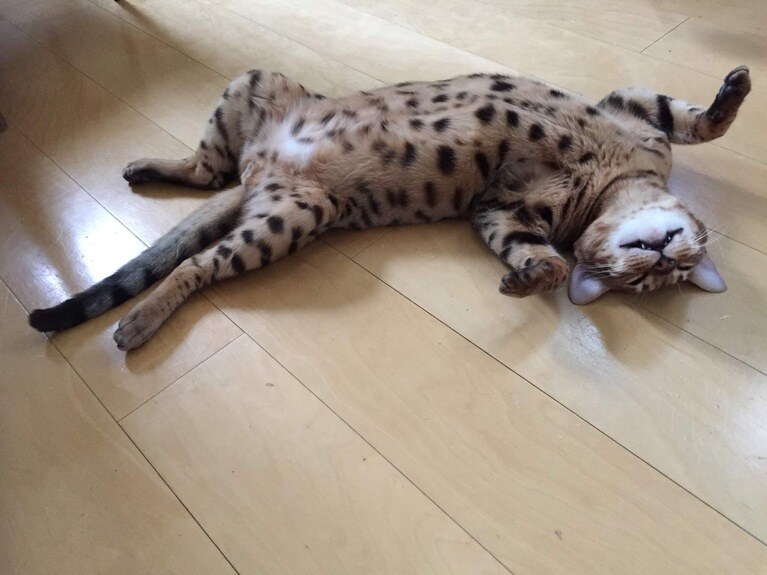 大将 ♂ 8歳。イケメン猫なのに、もう1匹の猫のエサを横取りするようながめつい性格（うりはぜさん）