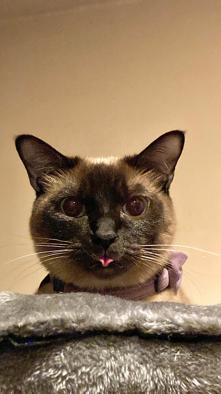 サラちゃん ♀ 3歳。ものすごく静かでどこに行ったの？！と思って2階の絵本棚の上を見たら、ハートを届けてくれてました！魔性の美少女はハートすら自然に出ちゃうの（小柳とかげさん）