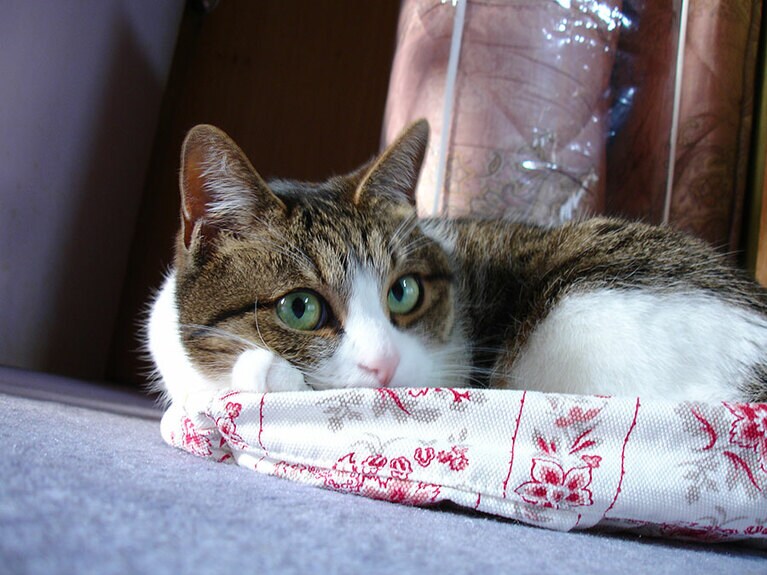 雅（みやび） ♀ 15歳で虹組に。鞄置いといたら入りに来ないかな。あ、乗る派だったね。