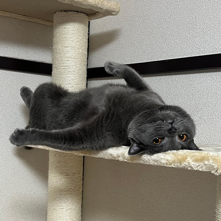 くによし ♂ 4歳。目が合うとひっくり返って、可笑しなポーズばかりします。