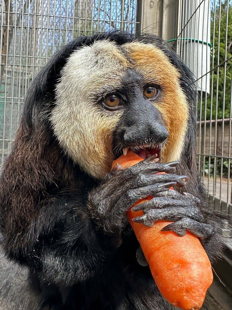 ニンジンも丸かじり。にんじんが大きいのか、モップくんが小さいのかわからなくなります（過去の画像）。提供：日本モンキーセンター