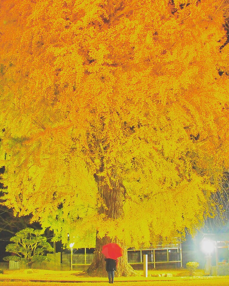 丹生酒殿神社の大銀杏／和歌山県