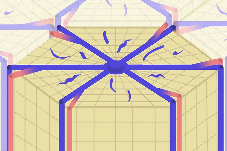 肝臓は直径約1ミリの六角形の組織の集まり。外側にある二本組の血管を通して処理すべき血液が送られてくる。腸からくる栄養たっぷりの血液と、体中から集まる老廃物中心の血液。肝臓はそれらをまぜて一気に処理している。