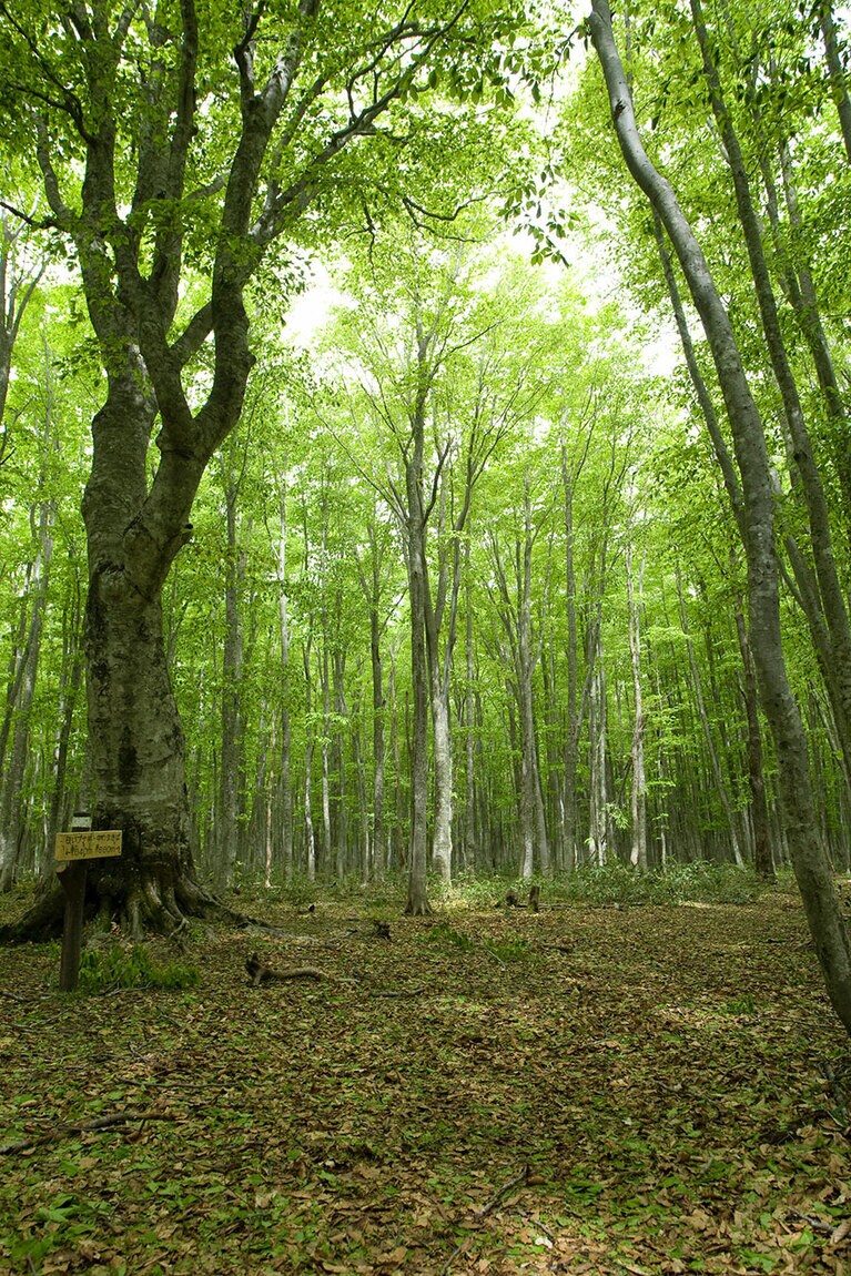 【岩手県】安比高原ブナ二次林。