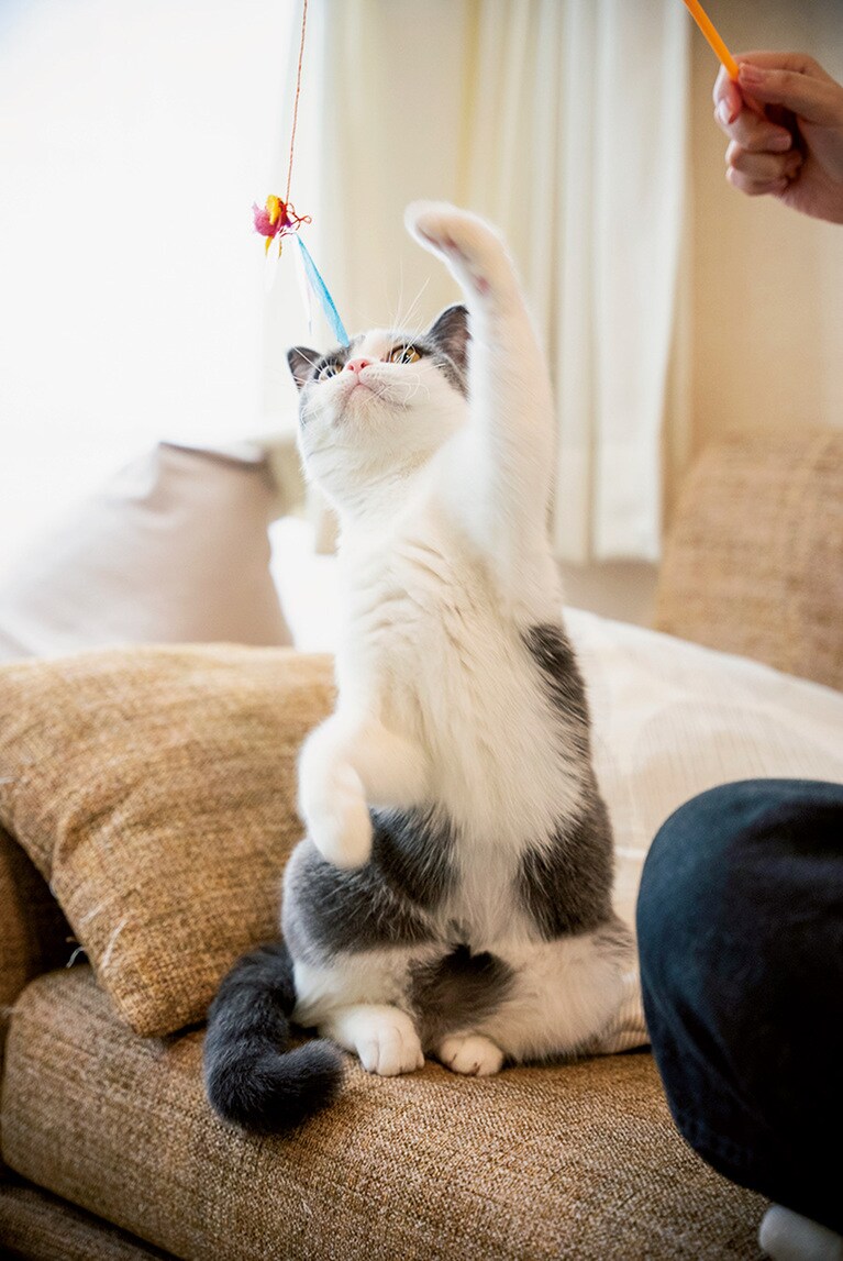 船橋さんの愛猫、うなぎ。1歳半のグルメな女の子。飼い主のことは、狩りの下手な「鈍臭い大きな猫」だと思っている。