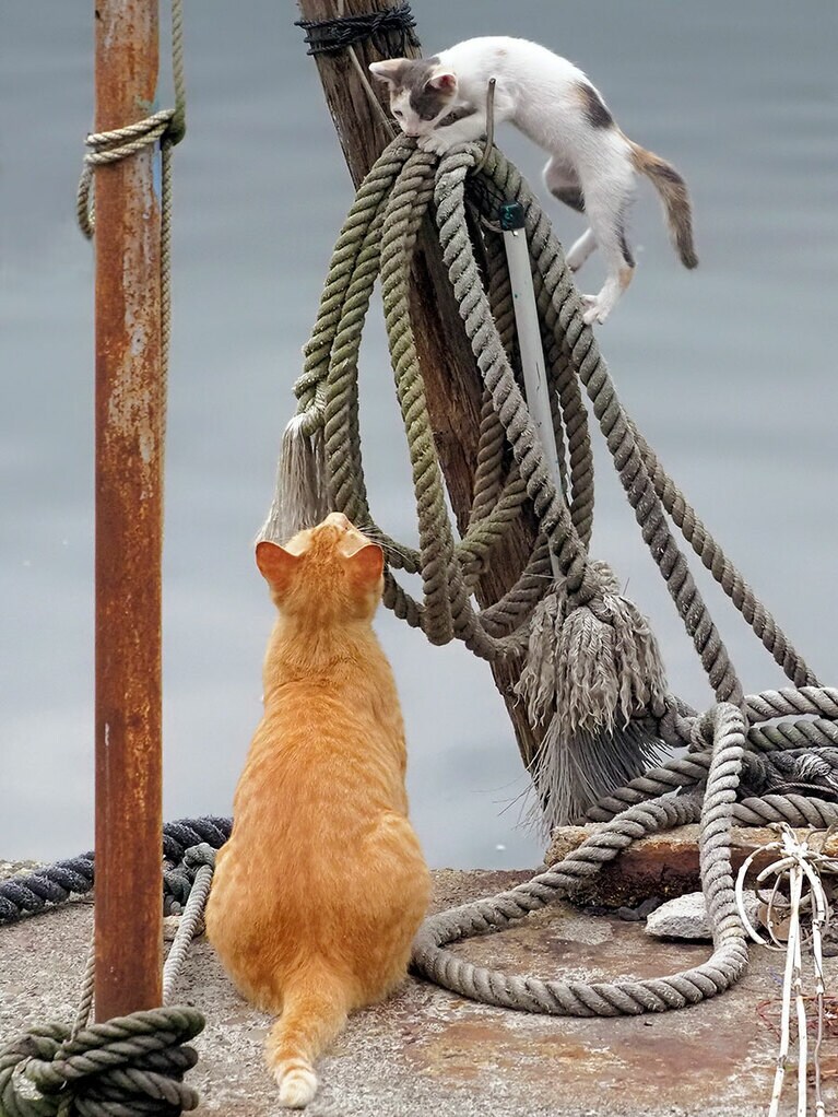 「おじちゃ～ん！　こんなところまでのぼれるようになったのニャ♪」「頑張ったのニャ！　本日の1等賞なのニャ♪」