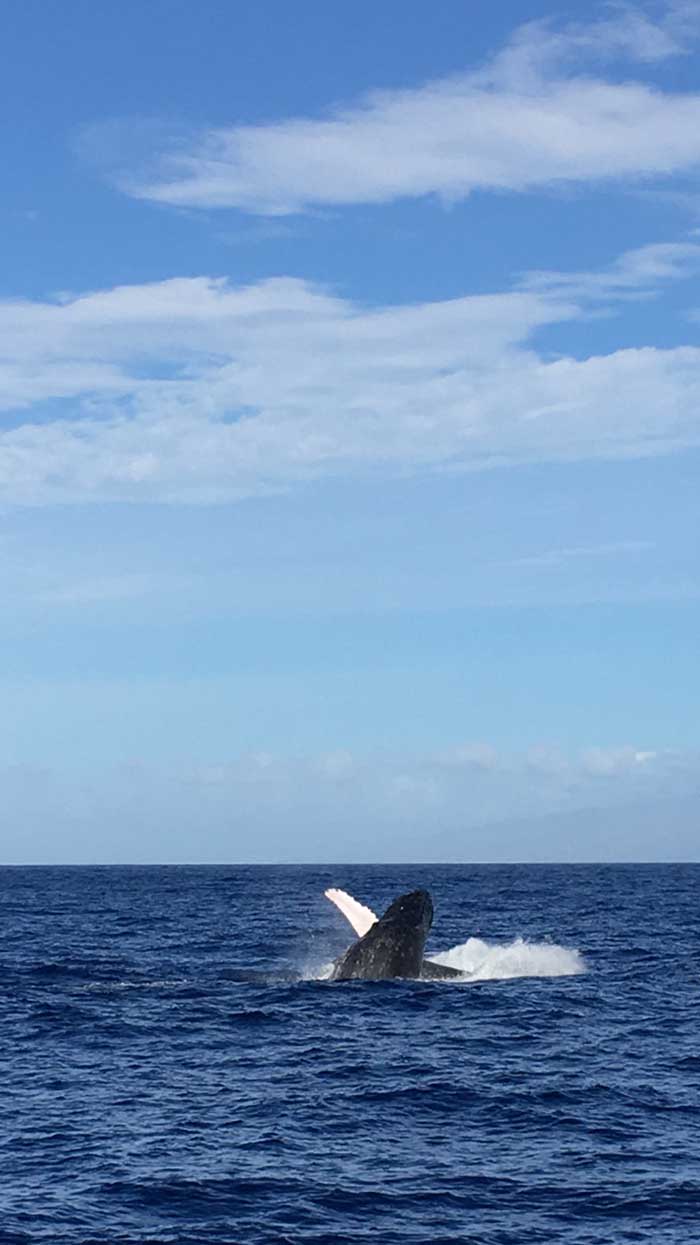 興奮の出会い！　クジラたちがジャンプする！　手を振ってくれる！　大サービスに船上では拍手がなりやまず。遠いアラスカから出産、子育てのためにやってくるザトウクジラに出会えるマウイの冬。感動ものです！