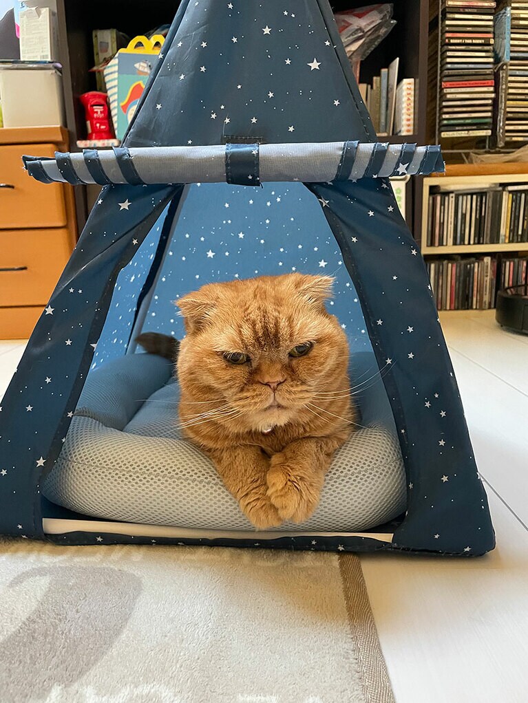 チャーミー ♀ （推定）8歳。1人キャンプがお気に入りです。