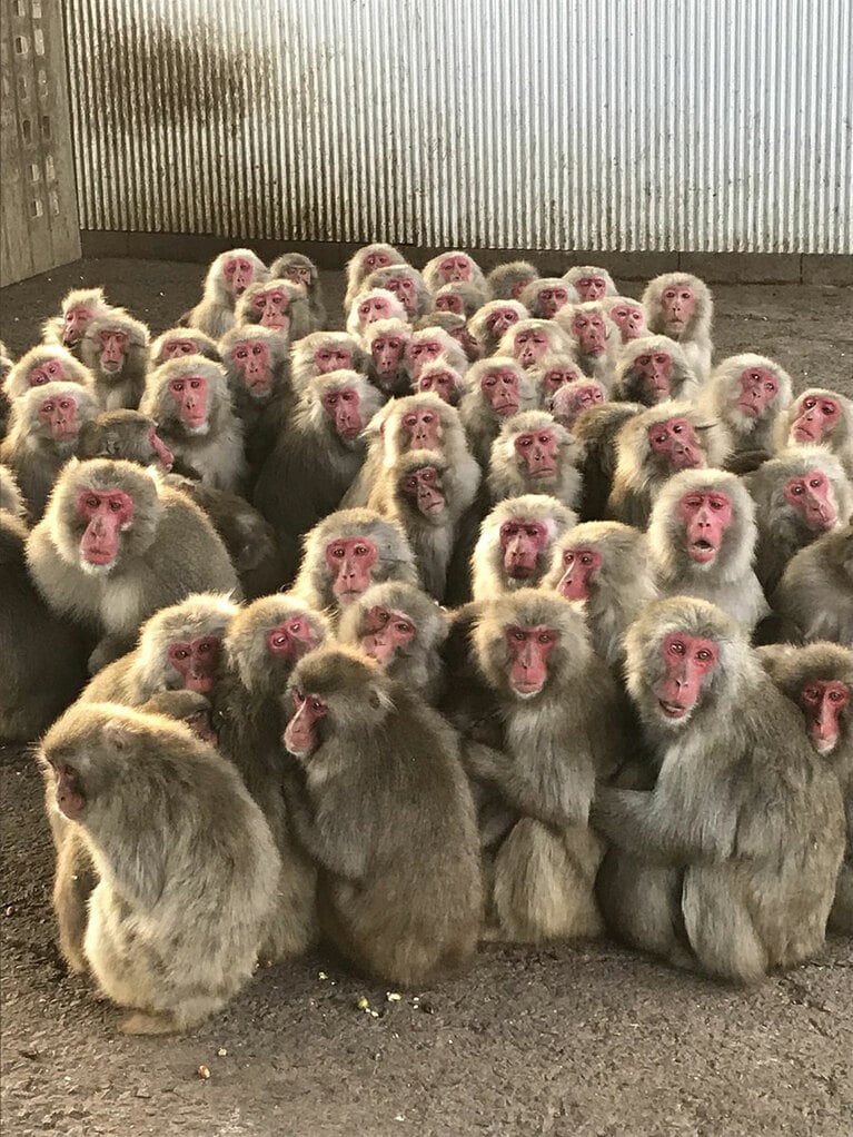 【香川県】銚子渓 お猿の国の猿団子。