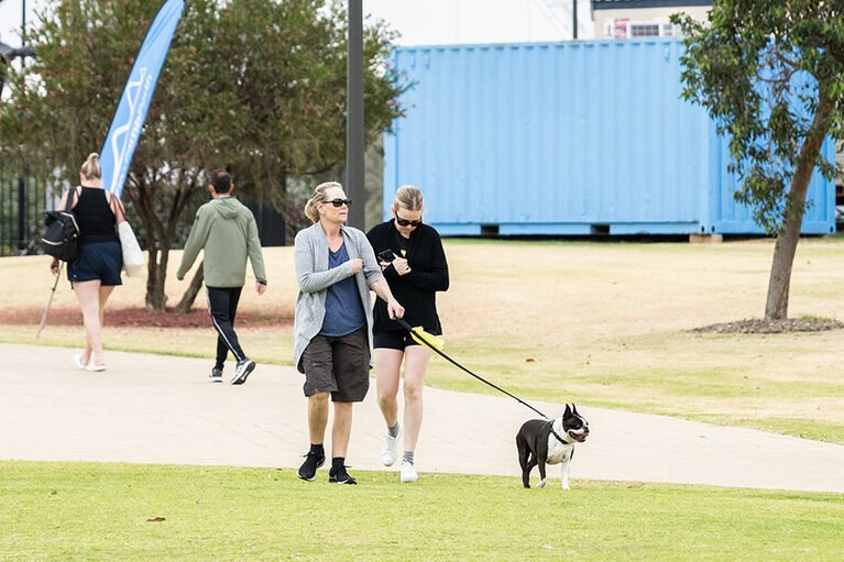 キングスパーク。