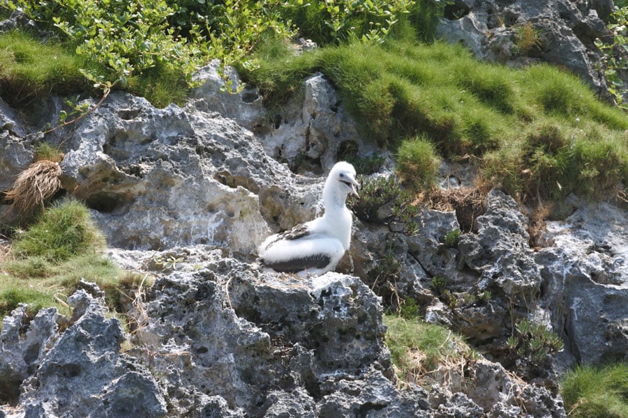 南島の「ラピエの岩壁」で見かけた、カツオドリの赤ちゃん。図体はでかいけど、ふわふわ羽毛がキュートです。