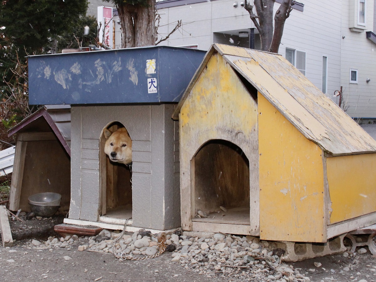 佐々木まことの犬猫脱力写真館 最新の犬小屋住宅事情に迫る 佐々木まことの犬猫脱力写真館