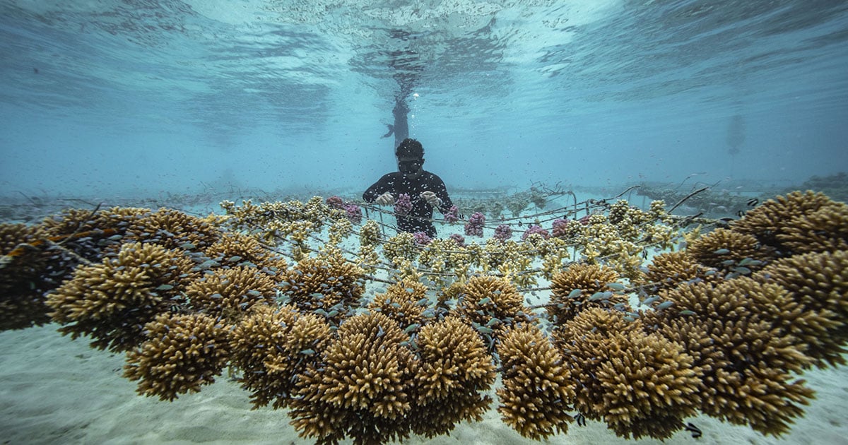 2ページ目)かけがえのない“海の庭”を守る。 ロレックスがサポートする