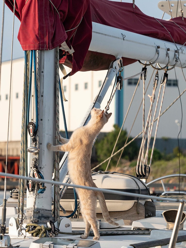 「メインマスト……ヨシ！ 下僕の安全航海のために点検してやっているのニャ♪」