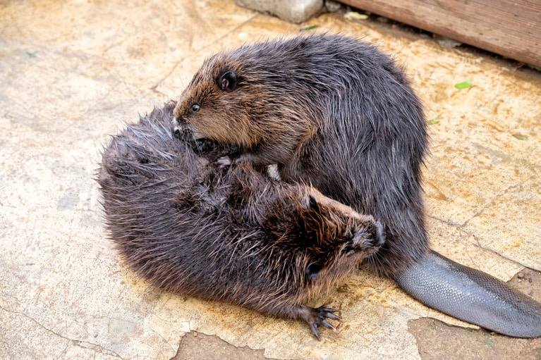 かなりレアな毛繕いする2頭の姿。