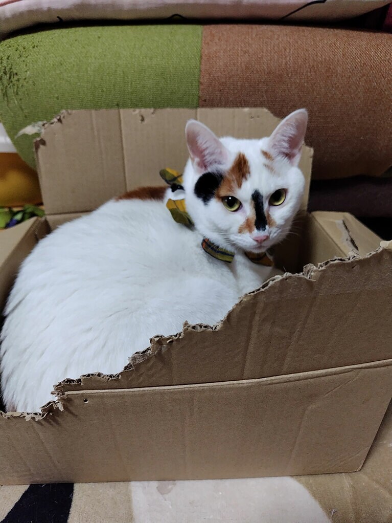 福 メス 11カ月。鼻筋の通った顔立ち（肉球さん）。