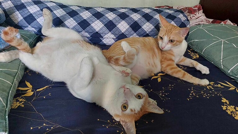 きいろ ♂ 8歳。寝るときに丸くなる。