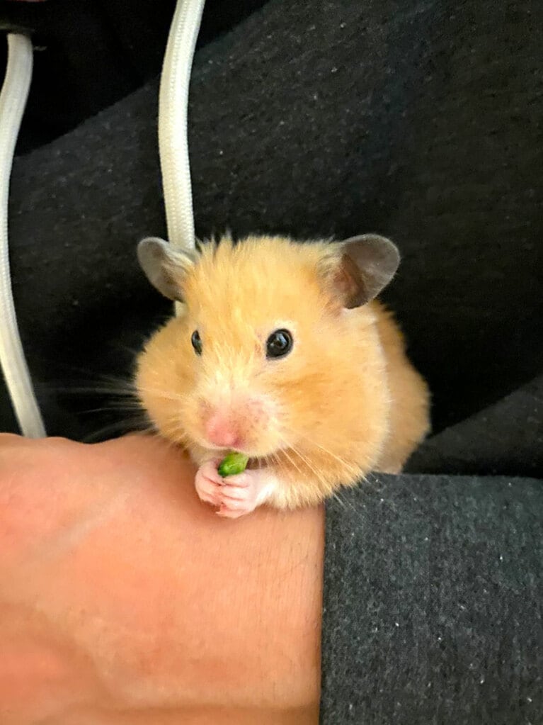 【マヂカルラブリー・野田さん】うちの子ベストショット③「めっちゃ野菜好き。天使」