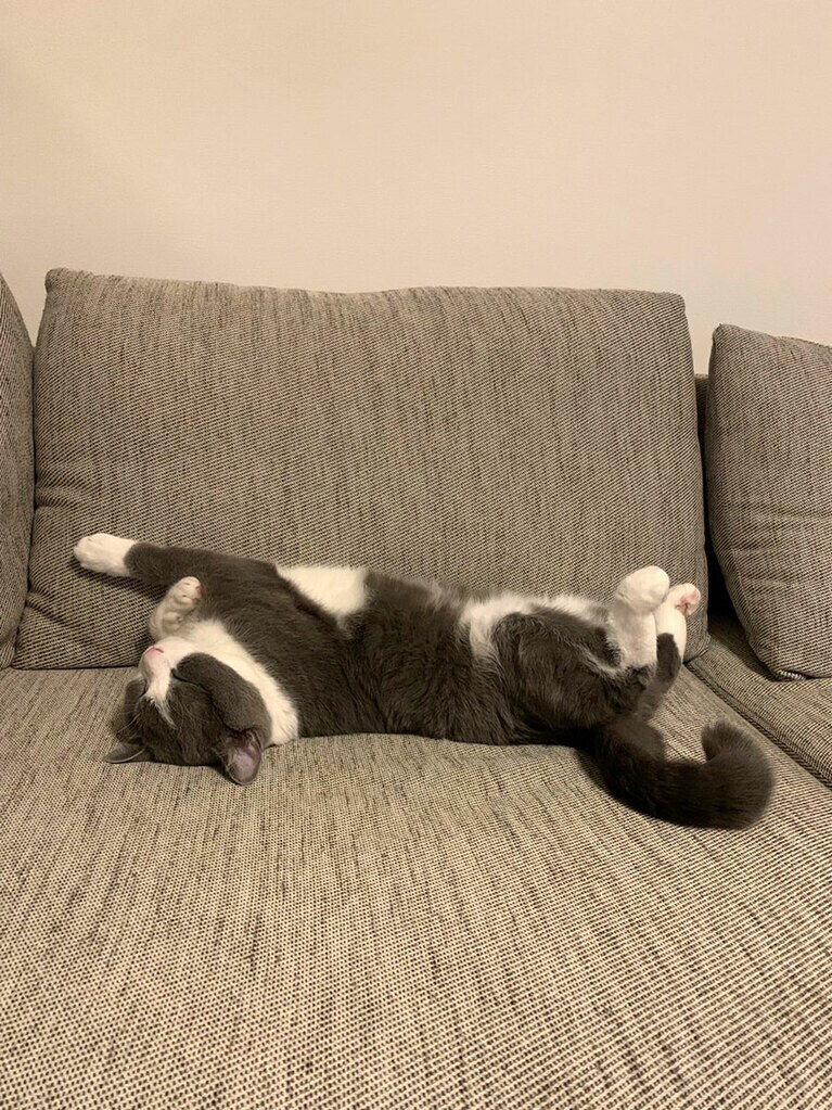 寝る時は無防備すぎるふうすけ。