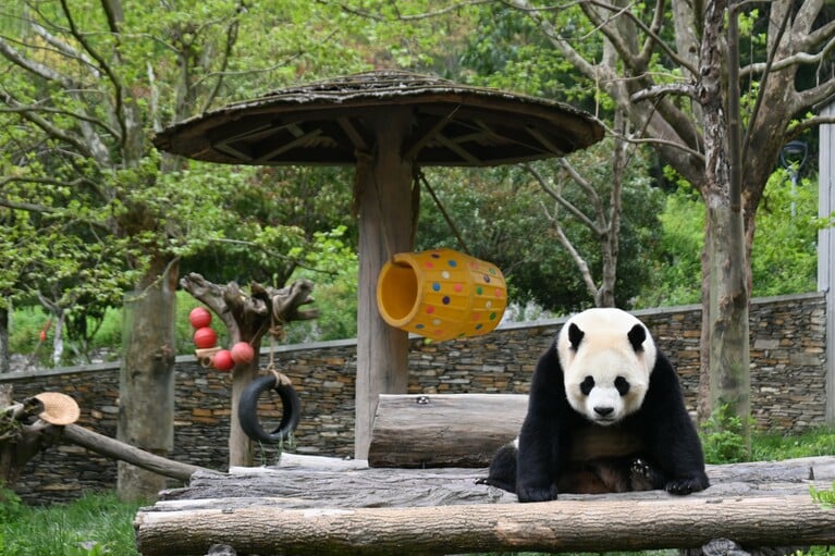 オスの小奇迹。スミソニアン国立動物園で2020年8月21日に生まれた。（2026年4月30日、筆者撮影）