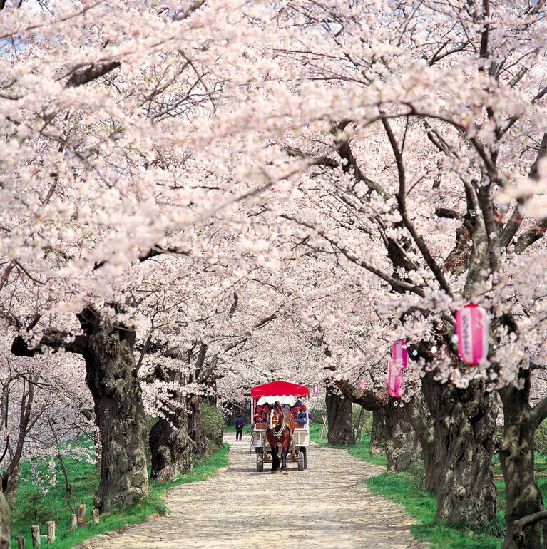 北上展勝地さくらまつり／岩手県