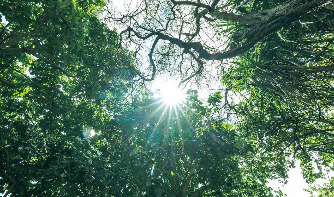 Koko Crater Botanical Garden（ココ クレーター ボタニカル ガーデン）。