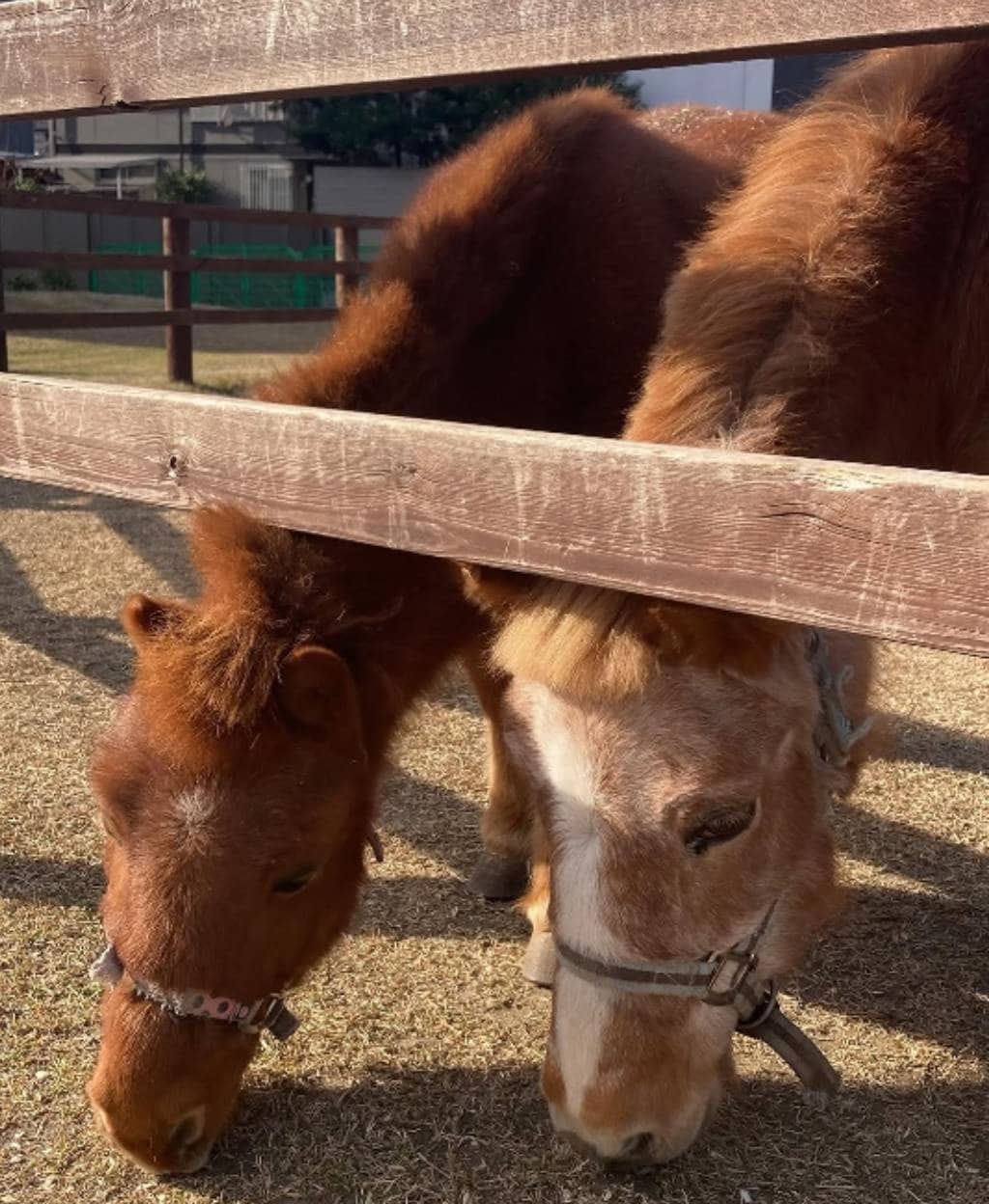 五方山 熊野神社。