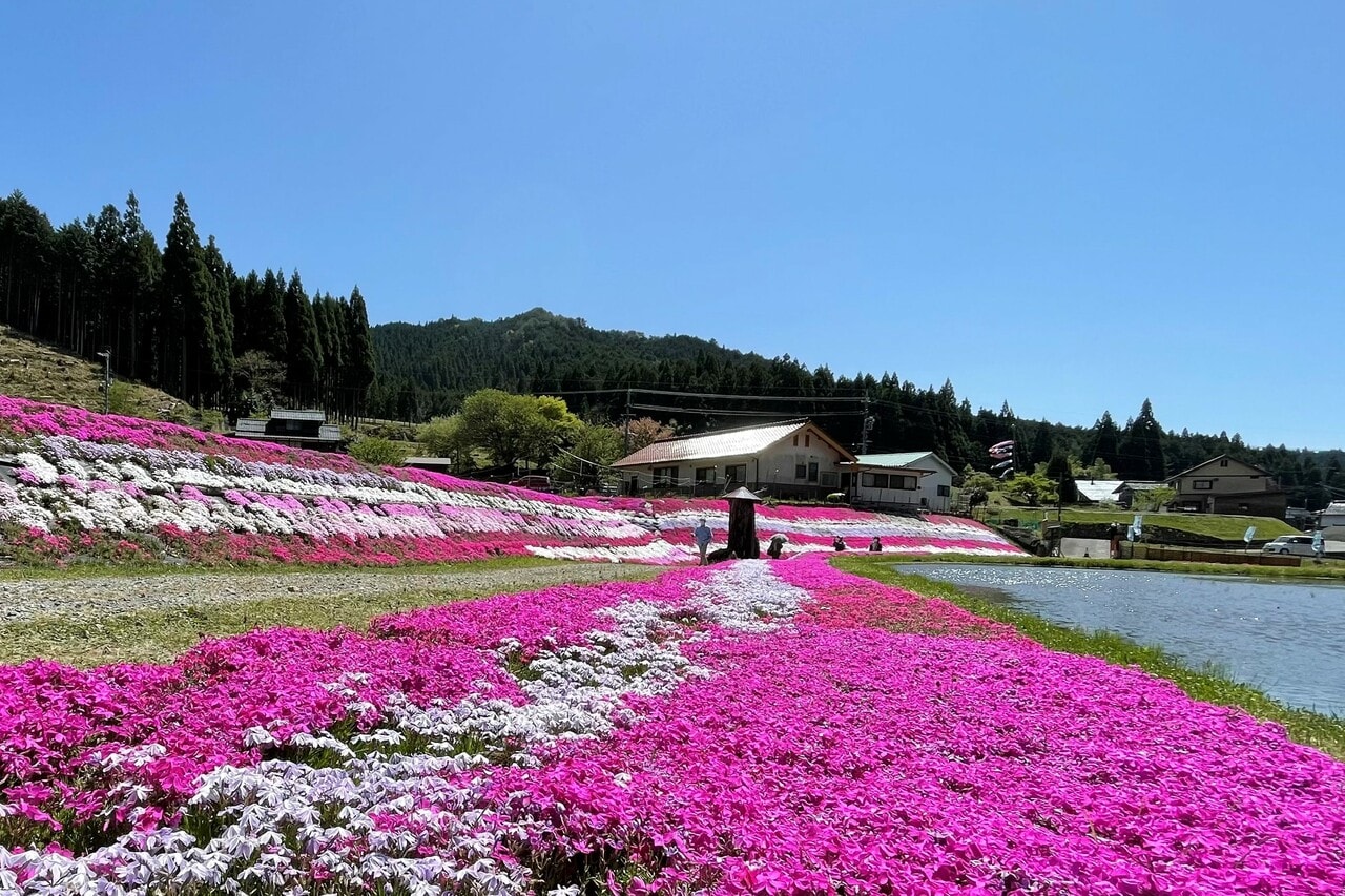 おおがや芝桜公園／岡山県