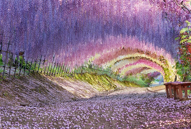河内藤園。
