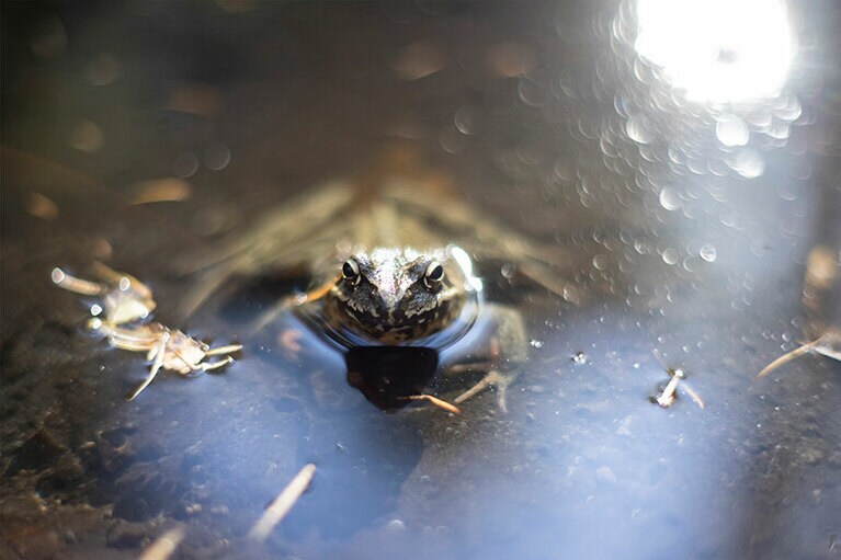 かわいい鳴き声の主は、湧き水の池から顔を出していたヤマアカガエル。