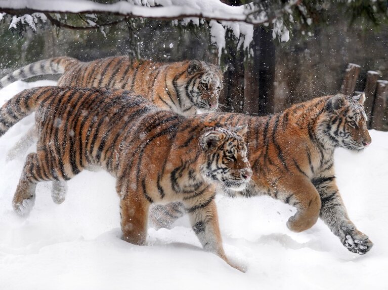 追いかけっこが楽しいのは、子供だけではないようで……。旭山動物園のリキ、シン、メイ。