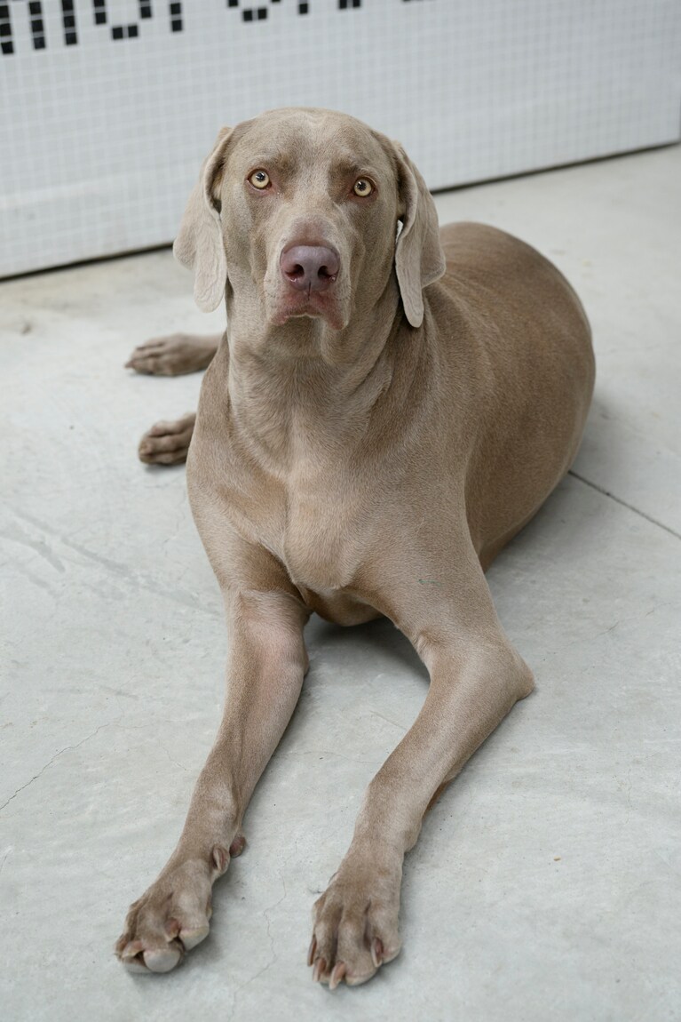 穏やかな性格の看板犬・ハンスくんは、来店客にも大人気。