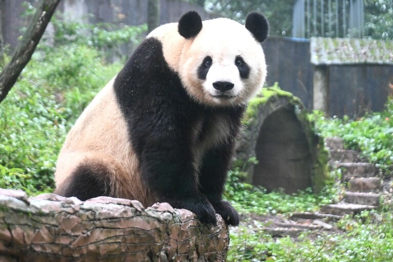 暁暁。（2026年10月10日、筆者撮影）