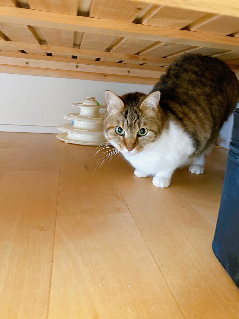 むぎ メス 3歳。ぬいぐるみが大好きな女の子（Riraさん）。