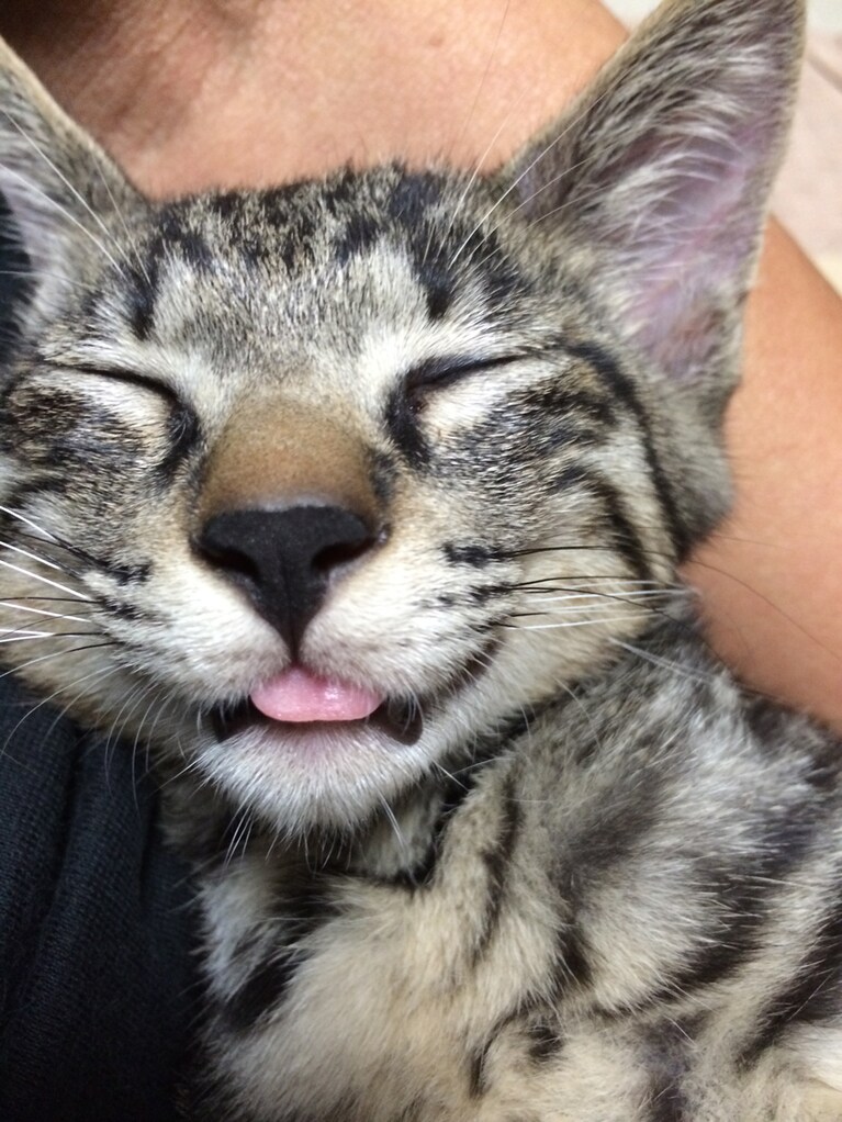 トランキライザー ♂ 6歳。保護してからやっと警戒心を解いてくれた頃の寝顔です。今でも私以外には姿を見せない程の恐がりさんです。