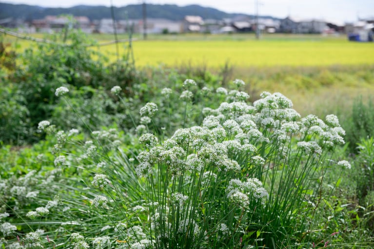 畑に咲く白い花。ニラの香りと味をしっかり感じられるニラの花は、すくすくと育っています。