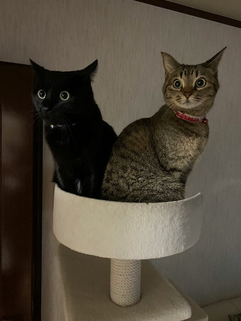 黒猫：メロンくん（キジトラ猫：メイちゃん） ♂	 9歳。目線の先にはいつも優しくて大好きなお母さんが！お母さんに史上最高かわいい目線でロックオンにゃ！