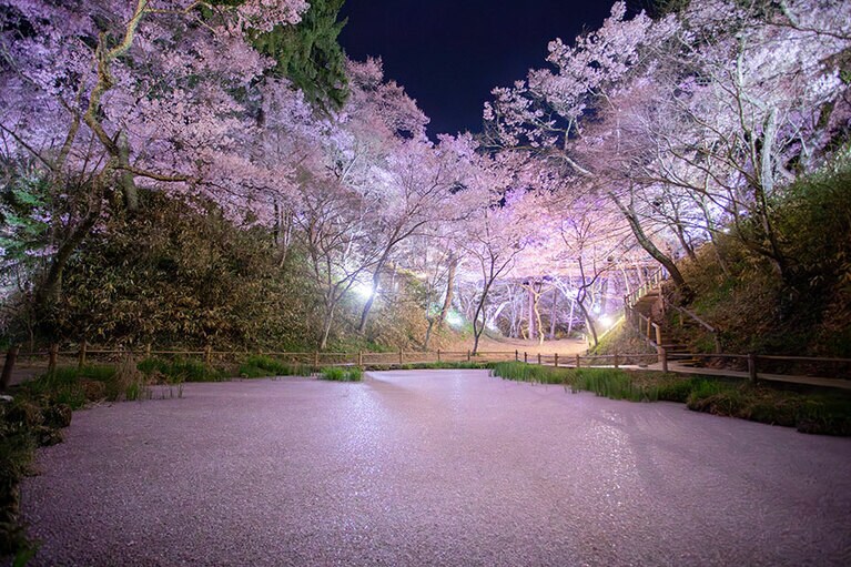 高遠城址公園さくら祭り。