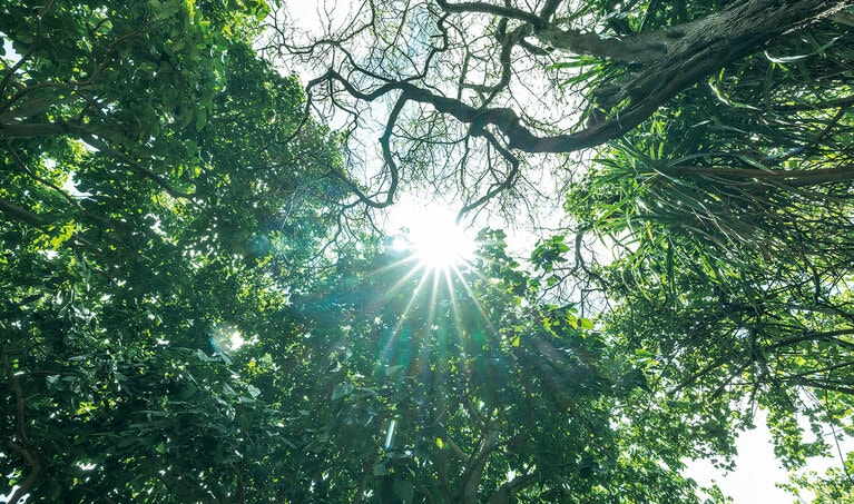 Koko Crater Botanical Garden（ココ クレーター ボタニカル ガーデン）。