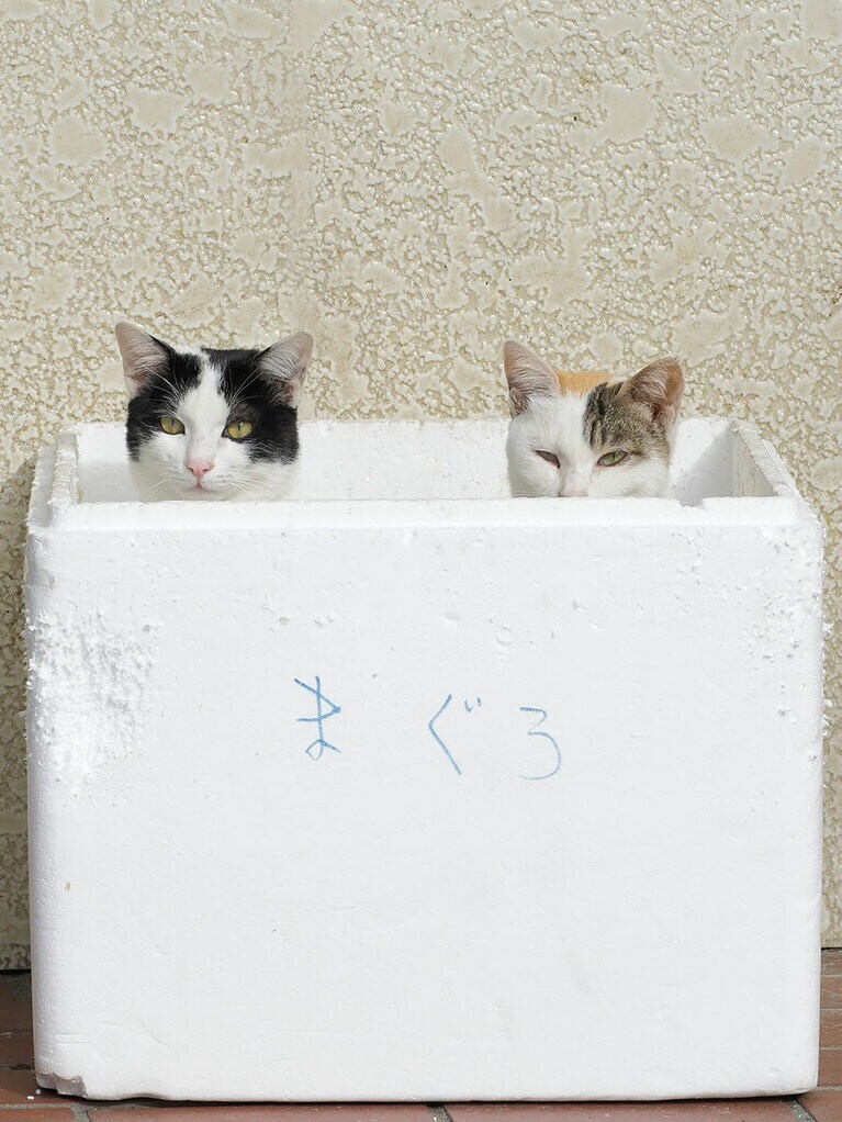 「今年も『雛祭り』に招待されなかったのニャ！　ニャァ……オレたちで『変わり雛』になって潜入するのなんてどうかニャ？」