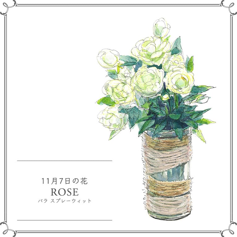 11月7日の花「バラ スプレーウィット」