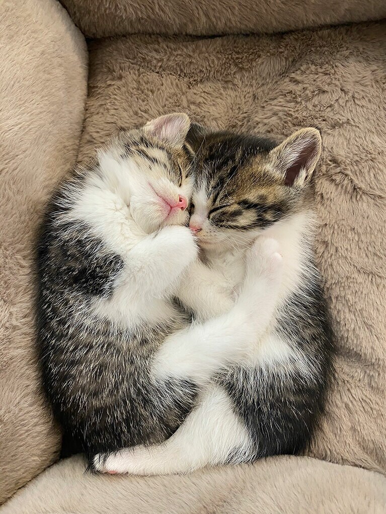 ミモザ メス 3カ月。いたずらっ子の仲良し姉弟♫寝顔はふわふわ天使です♡（ミー&ビーさん）。