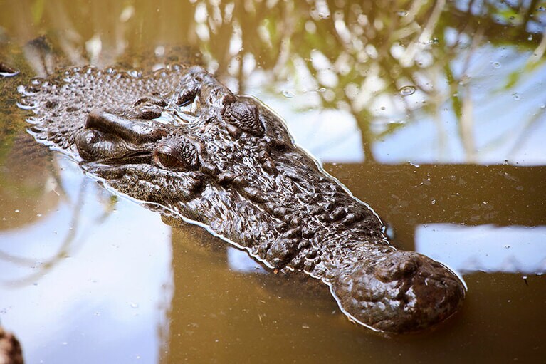 フレッシュウォータークロコダイル。“保護ワニ″もいる。