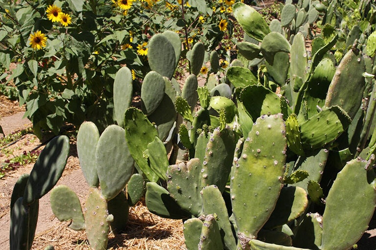 サボテンもメキシコの特産品で、食用になるのはウチワサボテン。ちなみに国旗にデザインされているのもウチワサボテン。「フローラ ファーム」にて。