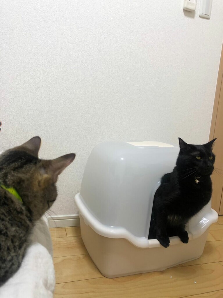 【ミキ・亜生さん】うちの子ベストショット③「銀次郎の勇ましい大便!! 　こんな胸はられたら、そら藤も凝視してしまうよな!!」